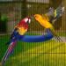 TeTupGa U Shape Parrot Perch Stand Toy - Blue Large | Cage Accessories for Conure, Budgie, Cockatiel | Paw Grinding Clean Stick, Exercise Platform - Buy Online on GoSupps.com