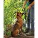 Buy Lionto Dog Collar | Retriever Training Collar | 45 cm Length Black - Perfect for Dogs - Buy Online on GoSupps.com