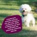 Groomers World - Firm Flexi Slicker Brush - Suitable for Poodle Doodle Bichon Dog Breeds - Small - Buy Online on GoSupps.com
