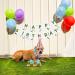 Dher Pet Birthday Set - Pink Sequin Hat & Party Decoration for Dogs & Cats | Festive Birthday Accessories - Buy Online on GoSupps.com
