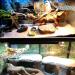 Tocwick 2Pcs Bearded Dragon Hammock and Pillow - Hanging Bed Lounger for Small Animals | Green - Buy Online on GoSupps.com