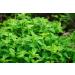 50g Oregano from Flora Blossom | Fresh & Aromatic Spice for Cooking | 100% Pure & Additive-Free - Buy Online on GoSupps.com