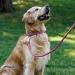 Collardirect Handmade Round Leather Dog Collar - Softly Padded & Rolled - Real Leather for Dogs Puppies & Cats - Adjustable 35-40 cm - Available in Black Pink Red Purple Blue - Buy Online on GoSupps.com