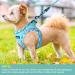 Haapaw Dog Harness & Leash Set - No Pull Adjustable Reflective Step-in Vest for Small/Medium Dogs - Turquoise Comfortable Fit for 4.5-6.8 kg - Buy Online on GoSupps.com