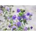 1lb Alfalfa Sprouting Seeds | Vegan & Kosher | High Germination Rate | Vitamin-Rich Edible Seeds for Sprouts & Microgreens in Salad, Wraps, Sandwiches - Buy Online on GoSupps.com