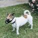 Yaodhaod Adjustable Nylon Mesh Dog Muzzle - Breathable Comfortable & Anti-Biting - Perfect for Small Dogs (Black) - Buy Online on GoSupps.com