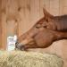 Ewalia Muscle Juice Optimal support for muscle metabolism in horses Natural strength for performance and recovery developed with veterinarians 100% natural without - Buy Online on GoSupps.com