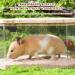 Buy Homury Transparent Sand Bathroom for Hamsters - Sand Bath Container with Ladder Natural Wood Cover & Shovel | Ideal Hamster Bathing Solution - Buy Online on GoSupps.com