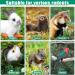 Heated Rabbit Water Bottle 32 oz No Drip Water Bottle for Rabbits Energy-saving Animal Kettle Small Pets No Drip Automatic Thermostatic Rabbit Water Dispenser Hamster Water Bottle for Rabbit Hamster - Buy Online on GoSupps.com
