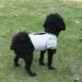 YUKOOL Anxiety Coat for Dogs - Lightweight Calming Jacket Vest (XS Gray) | Reduce Anxiety & Stress - Buy Online on GoSupps.com
