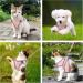 BriFit Cat Dishes & Adjustable Harness - Reflective Outbreak-Proof Soft Vest for Cats & Puppies (Pink XS) | International Shipping Available - Buy Online on GoSupps.com