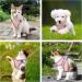 Buy BriFit Cat Dishes & Leash-Proof Harness - Adjustable Reflective Cat Vest for Cats & Puppies (Pink Size S) | International Shipping Available - Buy Online on GoSupps.com