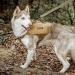 OneTigris Y-Shaped Dog Backpack No Pull CAMLUS Dog Saddle Bag | Lightweight Dog Pack for Hiking, Hunting, Camping | Medium Brown - Buy Online on GoSupps.com