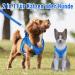 UVTQSSP Dog Harness for Small Dogs with Leash | Padded Puppy Harness in Dark Blue - Comfortable & Durable - Buy Online on GoSupps.com