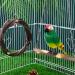 POPETPOP Bird Swing 2 Packs Parrot Swing Wooden Bird Swing Toy with Bell Hanging Swing Ring for Budgie Parakeet Cockatiel - Buy Online on GoSupps.com