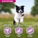 Eukanuba Puppy & Junior Adult Dry Food For Small and Medium Breed Lamb&Rice 2.5kg - Buy Online on GoSupps.com