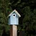Navaris Wooden Bird House - Garden Nesting Box for Small Birds - Pine Wood Birdhouse - Real Wood Nester Cabin for Robins Blue Tits Sparrows - Blue - Buy Online on GoSupps.com