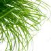 Cyperus Zumula - Cat Grass | Potted Cat Friendly Digestive Support | 20-30cm - Buy Online on GoSupps.com