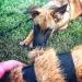 DogBone RealHide Deer Hide Drag for Tracking Dog Training - Buy Online on GoSupps.com