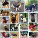 Buy Savlot XL Black Dog Jacket - Winter Vest & Sweater for Pets | Comfortable Sleeveless Cotton Padded with Chest Strap - Buy Online on GoSupps.com