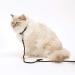 Catit Nylon Cat Tie-Out 15-Feet Black - Buy Online on GoSupps.com