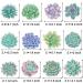 Succulents Theme Cupcake Toppers - Buy Online on GoSupps.com