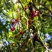 Buy 100% Natural Pink Peppercorns - Vegan Additive-Free 125g Pack - International Shipping Available - Buy Online on GoSupps.com
