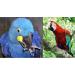 Buy Aviator Bird Harness - XX-Large Red | Best International Shipping for Pet Safety - Buy Online on GoSupps.com