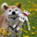 Littlearth NFL Los Angeles Rams Sock Monkey and Flying Disc Pet Toy Combo Set - Team Color - Unisex-Adult - One Size - Buy Online on GoSupps.com