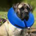 Bencmate inflatable breaking ruff for dogs & cats dog collar leak protection dog for recovery after operations or wounds hewskin dog who does not block the view neck: 18 "-25" X-Groß blue