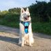Eagloo Large Dog Harness - Adjustable Anti-Train Control Harness for Labrador & Large Dogs - Reflective Strips - Light Blue - XL (1 Pack) - Buy Online on GoSupps.com