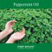 Premium 100% Pure Peppermint Essential Oil - 1 fl oz for Aromatherapy, Massage & Household Use - Buy Online on GoSupps.com