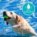 Bousnic Shock Collar for Dogs - Waterproof Rechargeable Training Collar with Remote - Beep, Vibration, Safe Shock Modes - Small to Large Dogs (8-120 Lbs) - Grey - Buy Online on GoSupps.com