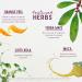 Buy WishGarden Herbs Rise & Energize - Natural Plant-Based Energy Boost Supplement | Jitter-Free Yerba Mate Maca Schisandra Gotu Kola | 2oz - International Shipping Available - Buy Online on GoSupps.com