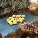 Lezevn 3Pcs Reptile Basking Platform Tortoise Feeding Dish Natural Rock Reptile Food Bowl Landscape Habitat Decor for Turtle Lizard Gecko Snake - Buy Online on GoSupps.com
