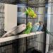 Snuggle Up Bird Warmer for Exotic Pet Birds | H&G Lifestyles Bird Heater | Large 4.7 X 7.9 - Buy Online on GoSupps.com