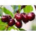 Organic Dried Sour Cherries 2 Pounds - Non-GMO Raw Fruit | Sun-Dried & Unsweetened Prunus Cerasus - Vegan & Kosher Bulk Option - Buy Online on GoSupps.com