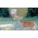 HODAG Licking Stick System - Year-Round Deer Interaction (Complete System) - Blendin Tan - Buy Online on GoSupps.com