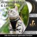 Rabbitgoo Cat Dishes & Adjustable Cat Harness - Reflective Vest for Small Cats - 1 Pack Black - Buy Online on GoSupps.com