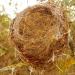 Sanmubo Coconut Fiber Nest - 250g/500g Bird Nesting Material - Practical Bedding Mat for Small Birds and Animals - Buy Online on GoSupps.com