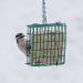 C&S 100214386 EZ Fill Suet Basket | 8 Ounces | Green - Buy Online on GoSupps.com