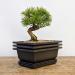 Bonsai Training Pots Humidity Trays 6 Inch - Durable Shatter-Proof Poly-Resin Set of 3 | Large Planters with Built-In Mesh | 3-Pack - Buy Online on GoSupps.com