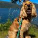 Max & Molly H-Shaped Dog Harness for Small Dogs | Ultra-Comfortable Neoprene XS Tropical | Padded & Lightweight Safety - Buy Online on GoSupps.com