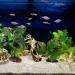 Artificial Aquarium Plants Decoration - 2 Pieces (23cm & 18cm) - Realistic Plastic Aquatic Plants for Home & Office Aquariums - Buy Online on GoSupps.com