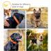 Heele Soft Padded Neoprene Dog Collar for Small & Medium Dogs | Adjustable Reflective Training Collar - Orange Longitudinal 34-52 cm (1 Pack) - Buy Online on GoSupps.com