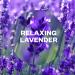 Air Wick Essential Mist Diffuser Kit Relaxing Lavender 1 Device & 1 refill (20ml) Natural Essential Oils Last up to 45 days Air freshener Lavender 2 Count (Pack of 1) - Buy Online on GoSupps.com