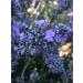 Natural Organic Non Deoiled Rose Water With Lavender 100mL - Buy Online on GoSupps.com
