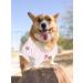 Pets First Kids' Pet Jersey XS Philadelphia Phillies - Buy Online on GoSupps.com