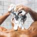 Oars + Alps Men's Sulfate-Free Shampoo | Kelp & Algae Infused | Fresh Ocean Splash | 32 Fl Oz - Shop Internationally - Buy Online on GoSupps.com