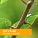 Herb Pharm Cat's Claw (UNA de Gato) Liquid Extract - Immune System Support - 1oz - Buy Online on GoSupps.com
